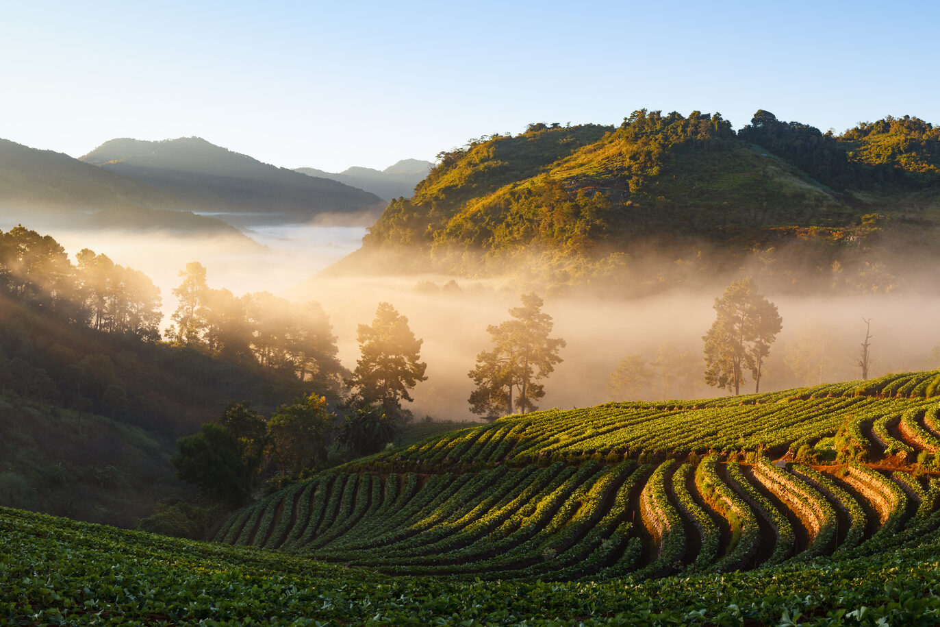 strawberry garden at doi angkhang mountain chiang mai thailand